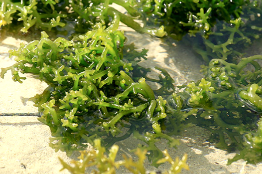 Ethical, Earth-friendly Methods